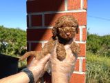 OYUNCAK BEBEK TOY POODLE YAVRULARI
