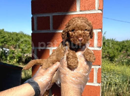 Oyuncak Bebek Toy Poodle Yavrulari