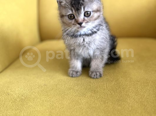 Sevi̇mli̇li̇k Abi̇desi̇ Golden Bri̇ti̇sh Bebekler görsel