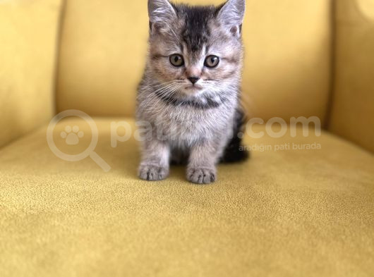 Sevi̇mli̇li̇k Abi̇desi̇ Golden Bri̇ti̇sh Bebekler görsel