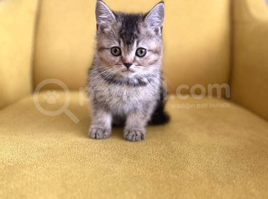 Sevi̇mli̇li̇k Abi̇desi̇ Golden Bri̇ti̇sh Bebekler