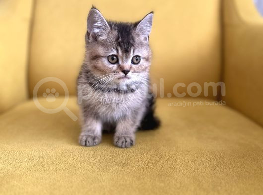 Sevi̇mli̇li̇k Abi̇desi̇ Golden Bri̇ti̇sh Bebekler görsel