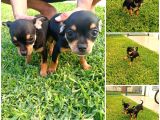 Chihuahua yavruları yeni ailelerini bekliyor