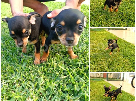 Chihuahua Yavruları Yeni Ailelerini Bekliyor