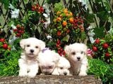Korean maltese terrier yavrular mama ve malzeme paketi