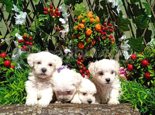 Korean maltese terrier yavrular mama ve malzeme paketi