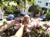 5 haftalık terrier yavruları aynı gün yollanır