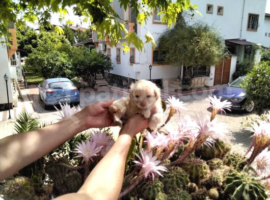 5 Haftalık Terrier Yavruları Aynı Gün Yollanır