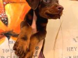 Safkan Yavru Doberman