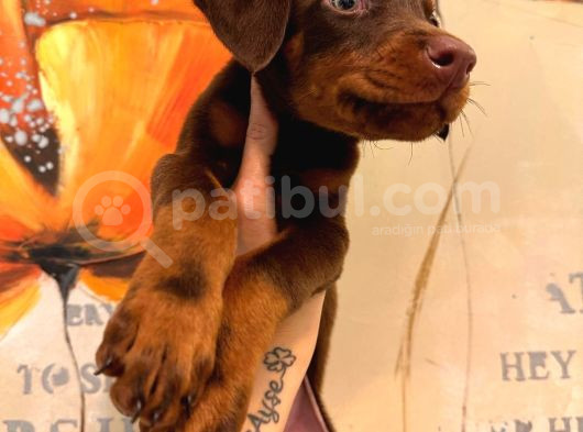 Safkan Yavru Doberman görsel