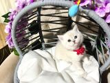 British Shorthair A Kalite Yavrularımız