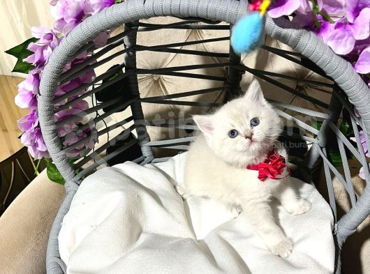 British Shorthair A Kalite Yavrularımız görsel