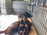 Safkan Yavru Doberman