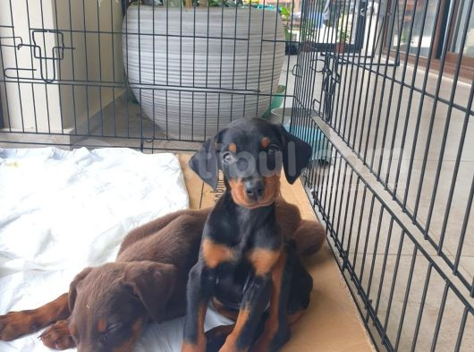 Safkan Yavru Doberman görsel