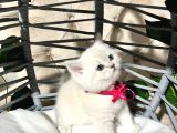 British Shorthair A Kalite Yavrularımız