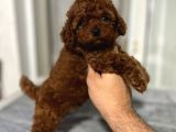 EŞSİZ TOY POODLE BEBEKLER