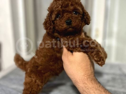 Eşsi̇z Toy Poodle Bebekler