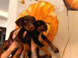 Safkan Yavru Doberman