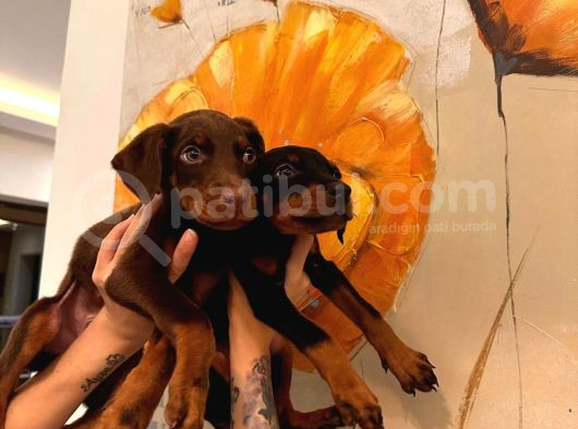 Safkan Yavru Doberman görsel