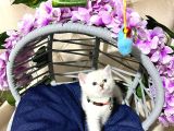 British Shorthair A Kalite Yavrularımız
