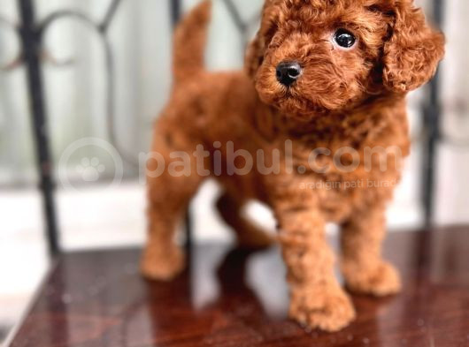 Eşsi̇z Toy Poodle Bebekler görsel