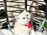 British Shorthair A kalite yavrularımız