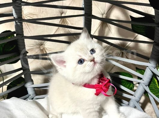 British Shorthair A Kalite Yavrularımız