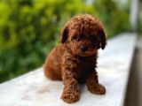 Eşsi̇z Toy Poodle Bebekler