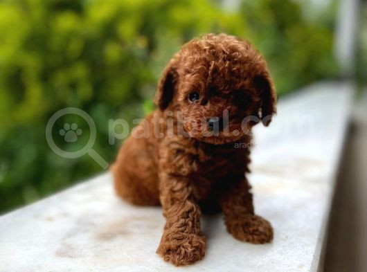 Eşsi̇z Toy Poodle Bebekler görsel