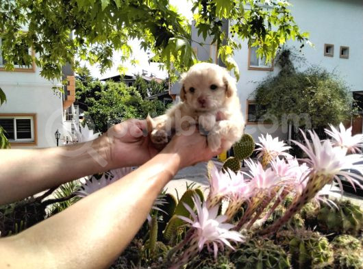 5 Haftalık Terrier Yavruları Aynı Gün Yollanır görsel