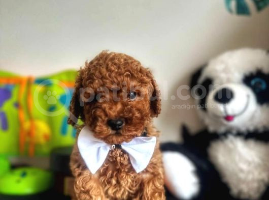 Tooy Poodle Yavrumuz 0 Teacup 