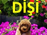 Son  1 Di̇şi̇ Mi̇nyatür Poodle Bodrum Turgutrei̇s 