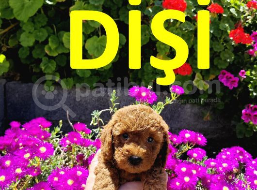 Son  1 Di̇şi̇ Mi̇nyatür Poodle Bodrum Turgutrei̇s  görsel