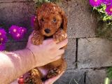 Son  1 Di̇şi̇ Mi̇nyatür Poodle Bodrum Turgutrei̇s 