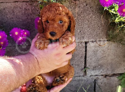 Son  1 Di̇şi̇ Mi̇nyatür Poodle Bodrum Turgutrei̇s  görsel