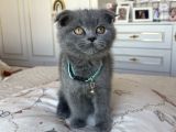 Show Kalite Scottish Fold Yavru