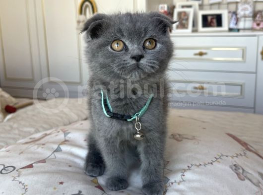 Show Kalite Scottish Fold Yavru görsel