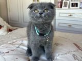 Show kalite scottish Fold Yavru