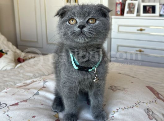 Show Kalite Scottish Fold Yavru