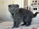 Show Kalite Scottish Fold Yavru