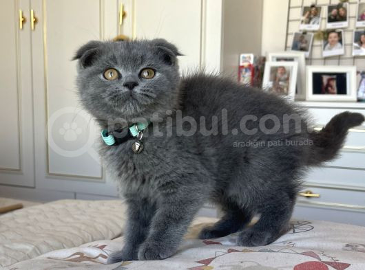 Show Kalite Scottish Fold Yavru görsel