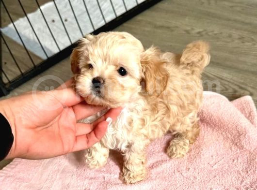 Maltipoo Yavrusu görsel