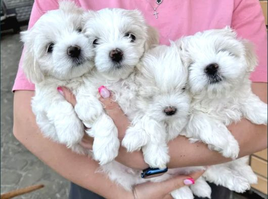 Maltese Yavrusu
