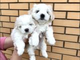 Maltese Yavrusu