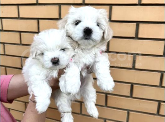 Maltese Yavrusu görsel