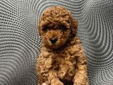 Toy Poodle Yavrusu