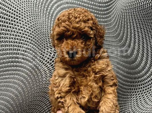 Toy Poodle Yavrusu görsel