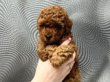 Toy Poodle Yavrusu