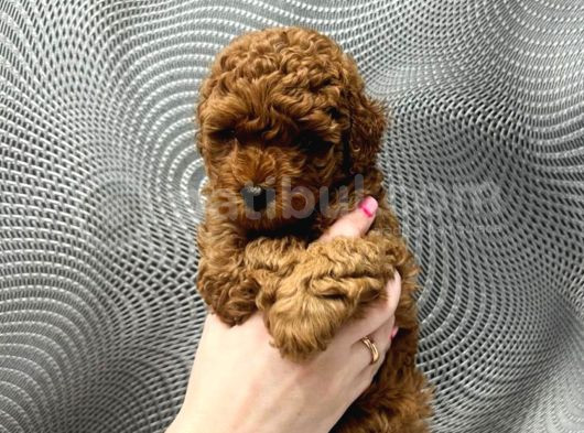 Toy Poodle Yavrusu görsel