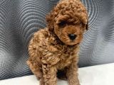 Toy poodle yavrusu
